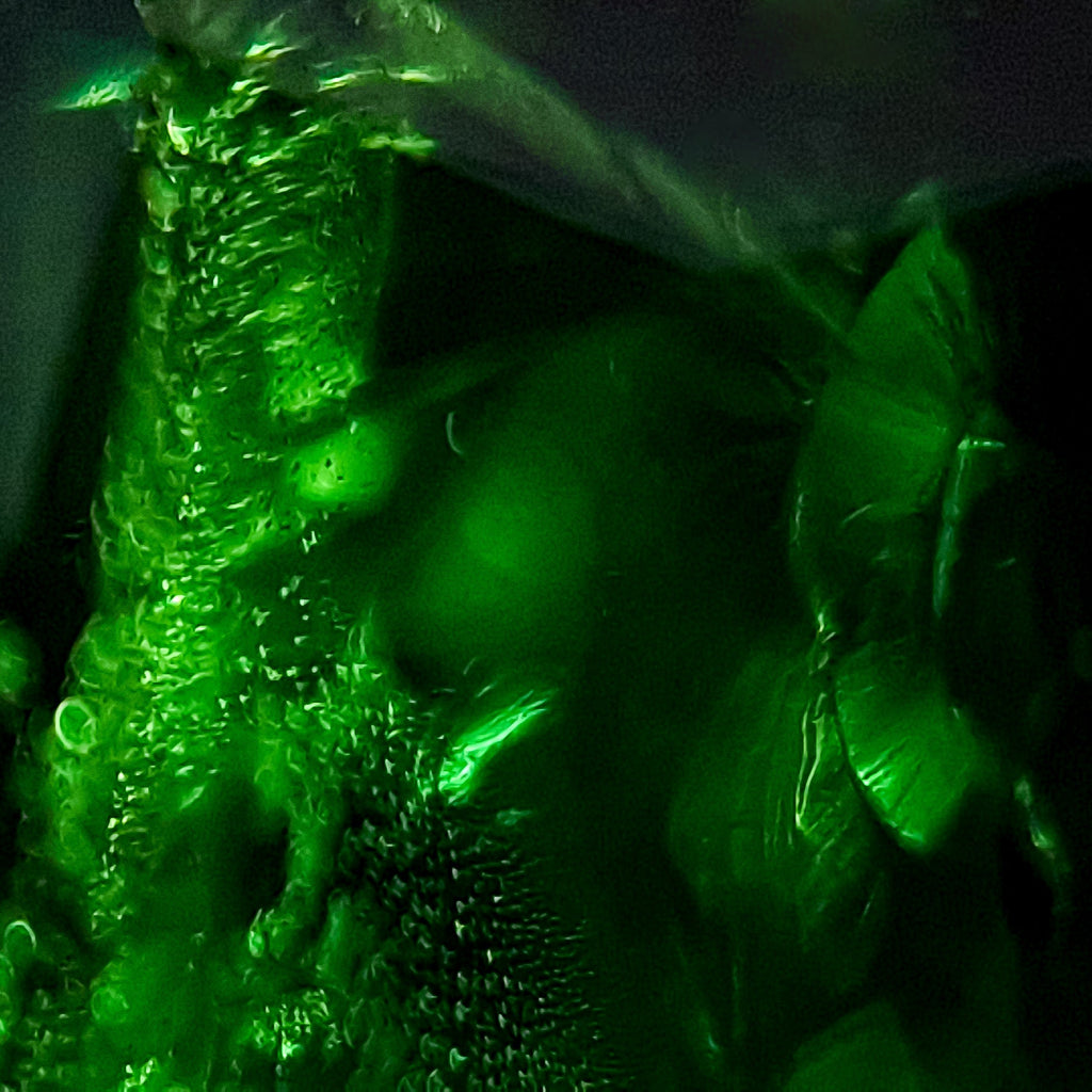 Emerald Crest - Character-Gems.art